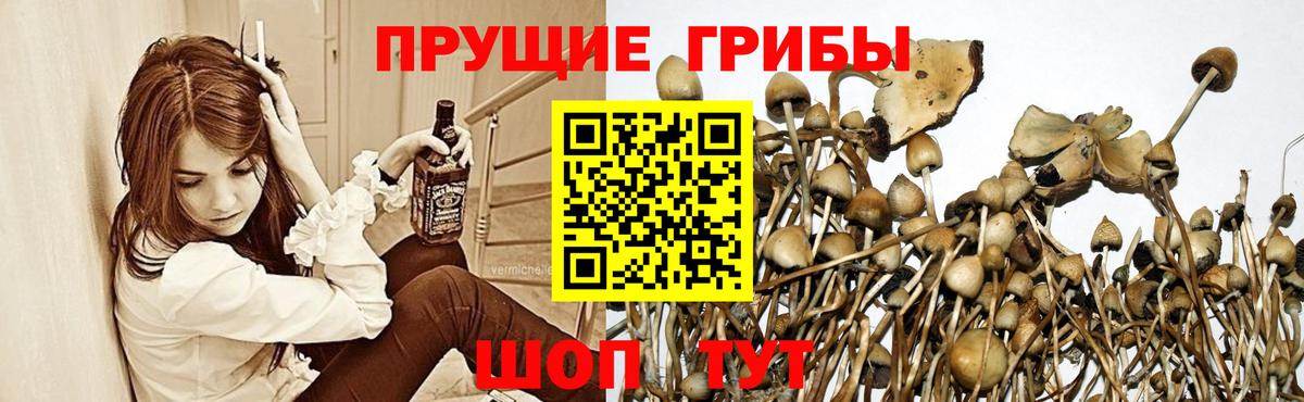 Псилоцибиновые грибы мухоморы  Вход с VPN  Псилоцибиновые грибы ЛСД  Коряжма 